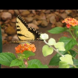 Meet your Posher, Drea